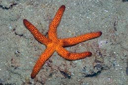 IAM-240 Luzon sea star Echinaster luzonicus