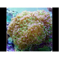 data-sea-korally-i-vodorosli-korally-zhestkie-4159-1-228x228