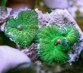 Rhodactis inchoata green