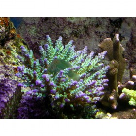 data-sea-korally-i-vodorosli-korally-zhestkie-4211-2-1000x1000