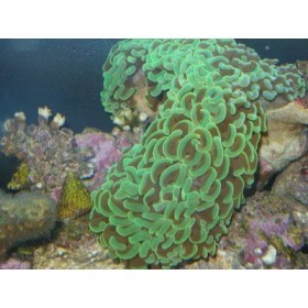 data-sea-korally-i-vodorosli-korally-zhestkie-4158-2-1000x1000
