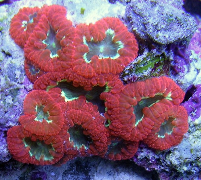 blastomussa-wellsi-ananasovyiy-korall-krasno-zelyonyiy.jpg-nggid041365-ngg0dyn-0x0x100-00f0w010c010r110f110r010t010