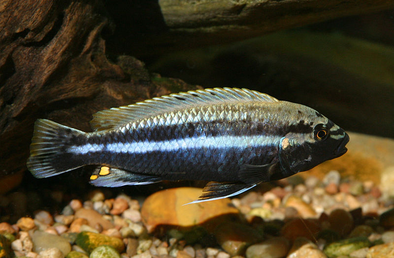 800px-Melanochromis auratus male