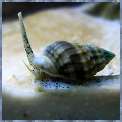 nassarius snail 
