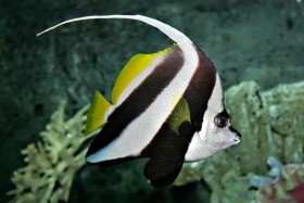 Pennant coralfish melb aquarium edit2