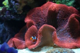 sea invertebrate carpet anemone 14 36