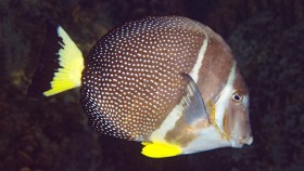surgeonfish-whitespotted 620