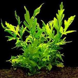 56 aquar.pp .ua plant