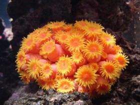 tubastrea-aurea-solnechnyiy-oranzhevyiy-korall